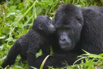 uganda safari package